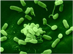 Bacteria